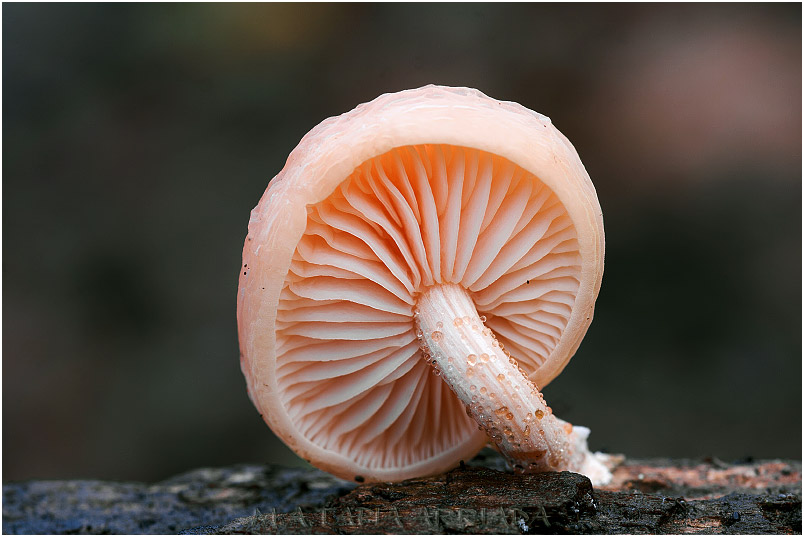 Rhodotus palmatus photo 1